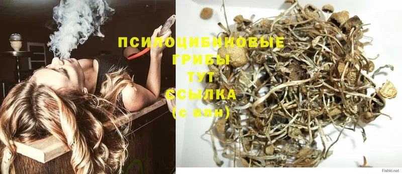 Псилоцибиновые грибы Cubensis  Пугачёв 